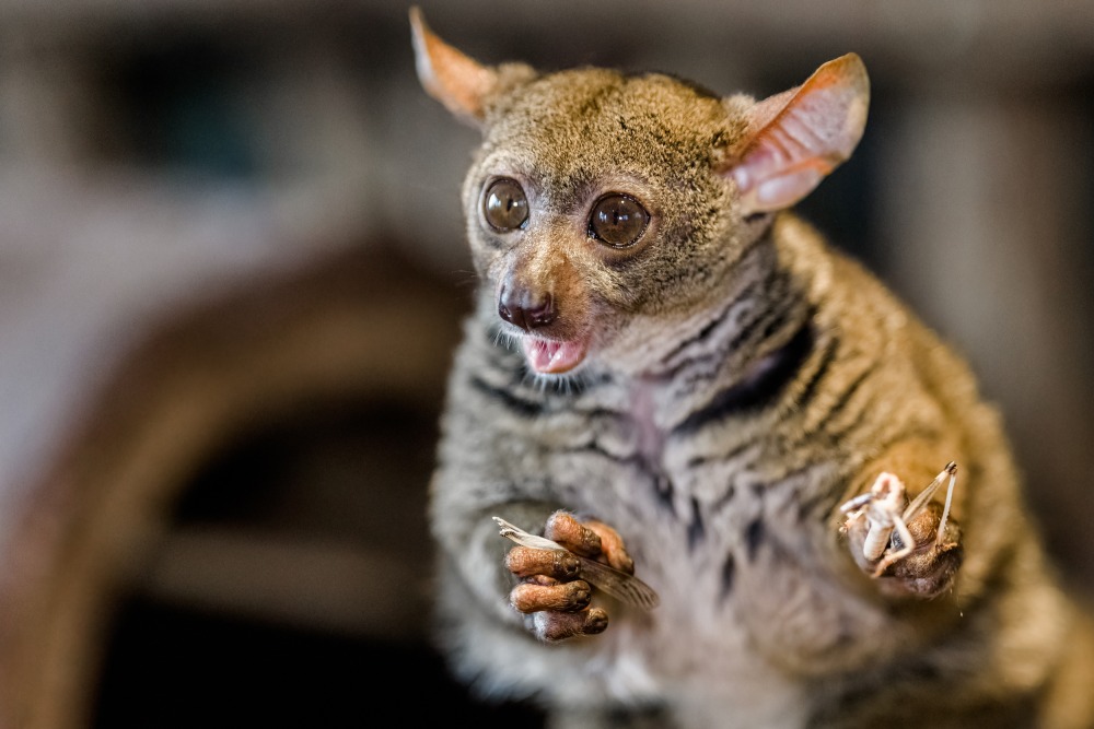 Komba Garnettova má na jídelníčku hlavně hmyz, zeleninu a arabskou gumu. Foto: Petr Hamerník, Zoo Praha 