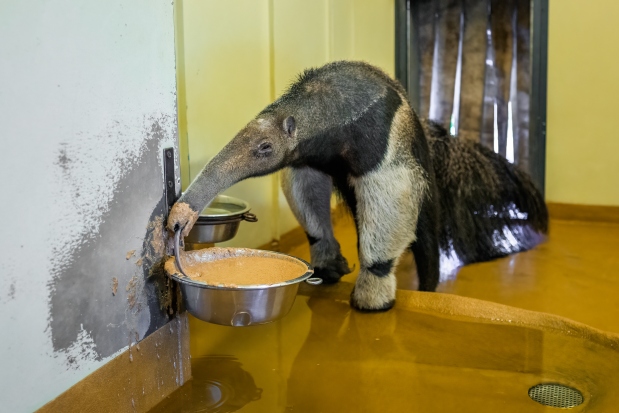 Mravenečník Hannibal dlouhým jazykem nabírá speciální kaši. Foto: Petr Hamerník, Zoo Praha