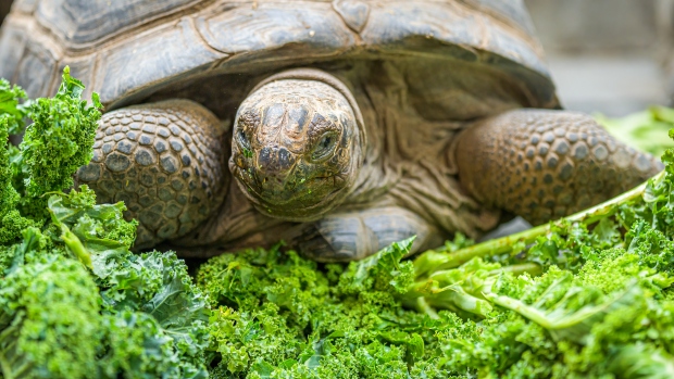 Samec želvy obrovské Oldřich si pochutnává na kadeřávku. Foto: Petr Hamerník, Zoo Praha