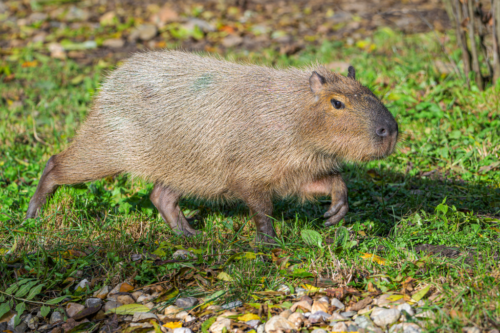 Foto: Petr Hamerník, Zoo Praha