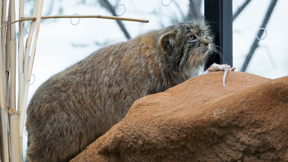 Samec manula. Foto: Petr Hamerník, Zoo Praha