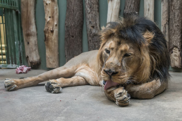 Samec Jamvan odpočívá po jídle. Foto: Petr Hamerník, Zoo Praha