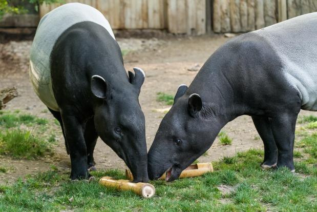Tapíři občas dostanou pro zpestření potravu ukrytou například v bambusu. Na snímku zleva samice Indah a její partner Niko, rodiče letos narozeného samečka Morse. Foto: Petr Hamerník, Zoo Praha