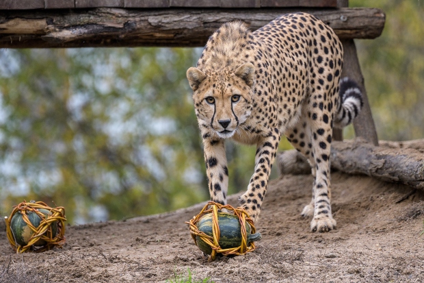 Gepardi občas dostávají opletené dýně pro zábavu. Foto: Petr Hamerník, Zoo Praha