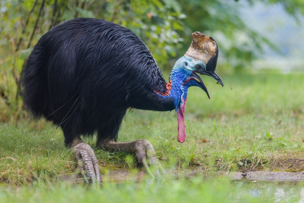 Kasuár přilbový je zvyklý na rozmanitou potravu. Foto: Petr Hamerník, Zoo Praha