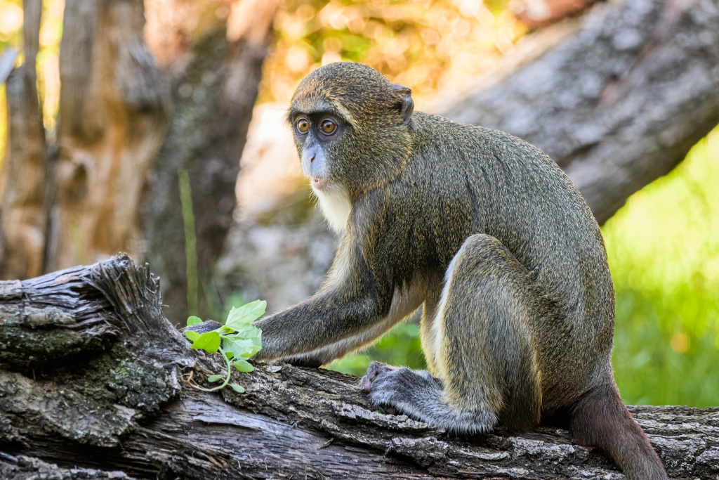 Foto: Petr Hamerník, Zoo Praha