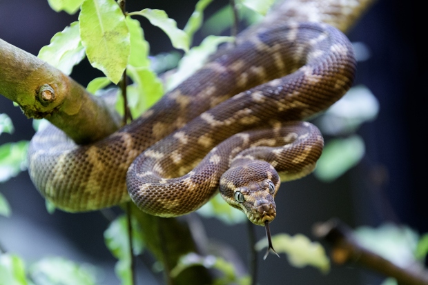 Krajtu kýlnatou chováme v Darwinově kráteru. Foto: Petr Hamerník, Zoo Praha