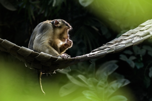 Do záhybů spletených hasičských hadic ukrývají chovatelé makakům vepřím například rozinky. Foto: Petr Hamerník, Zoo Praha