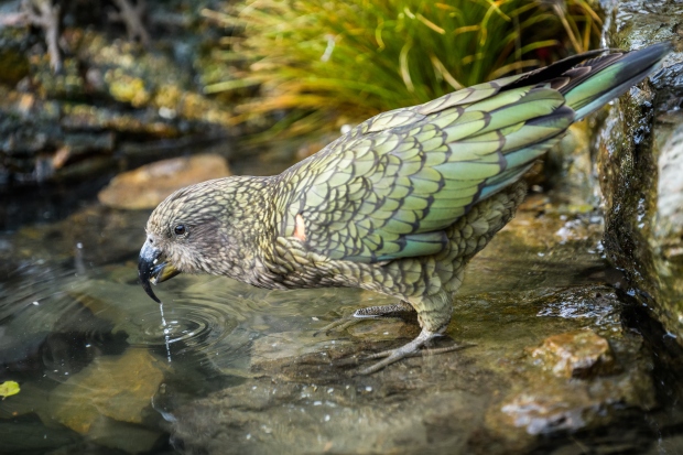 Nestoři kea si ve své voliéře v Rákosově pavilonu naplno užívají vodních ploch. Foto: Petr Hamerník, Zoo Praha