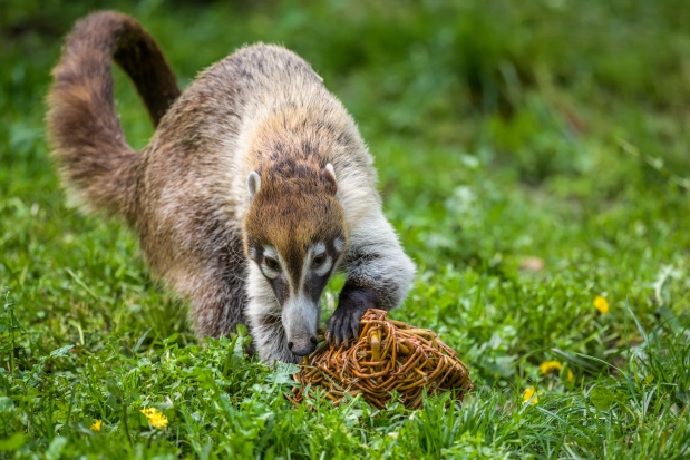 Také u nosálů se osvědčily potravní skrýše. Foto: Petr Hamerník, Zoo Praha