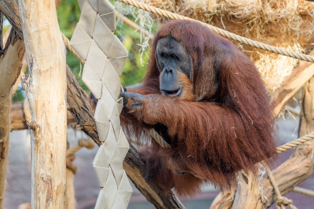 Orangutan Pagy hledá ukryté dobroty. Foto: Petr Hamerník, Zoo Praha