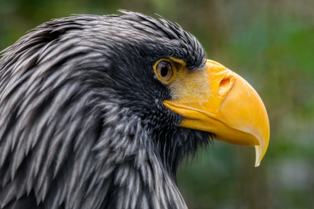 Orel východní. Foto: Petr Hamerník, Zoo Praha