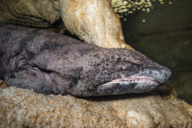 Velemlok dostává potravu obvykle v úterý. Foto: Petr Hamerník, Zoo Praha