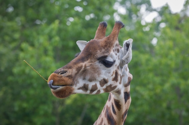 Žirafa si ráda pochutná na větvích i větvičkách. Foto: Tereza Mrhálková, Zoo Praha