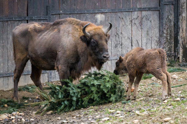 O vánočních svátcích dostávají zubři pro zpestření neprodané vánoční stromky. Foto: Petr Hamerník, Zoo Praha