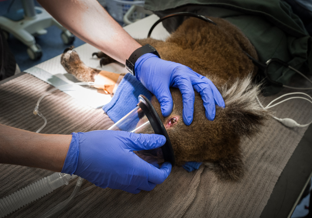 Tomuto koalovi, který byl ošetřován v Melbourne Zoo, poranil požár vedle tlapek také oči. Foto: Miroslav Bobek, Zoo Praha