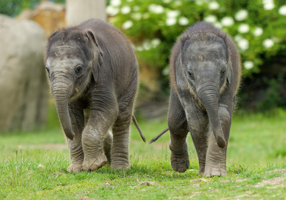 Pražské sloní „princezny“ na snímku z konce května. Vlevo ani ne třítýdenní Amalee, vpravo dvouměsíční Lakuna. Foto: Petr Hamerník, Zoo Praha