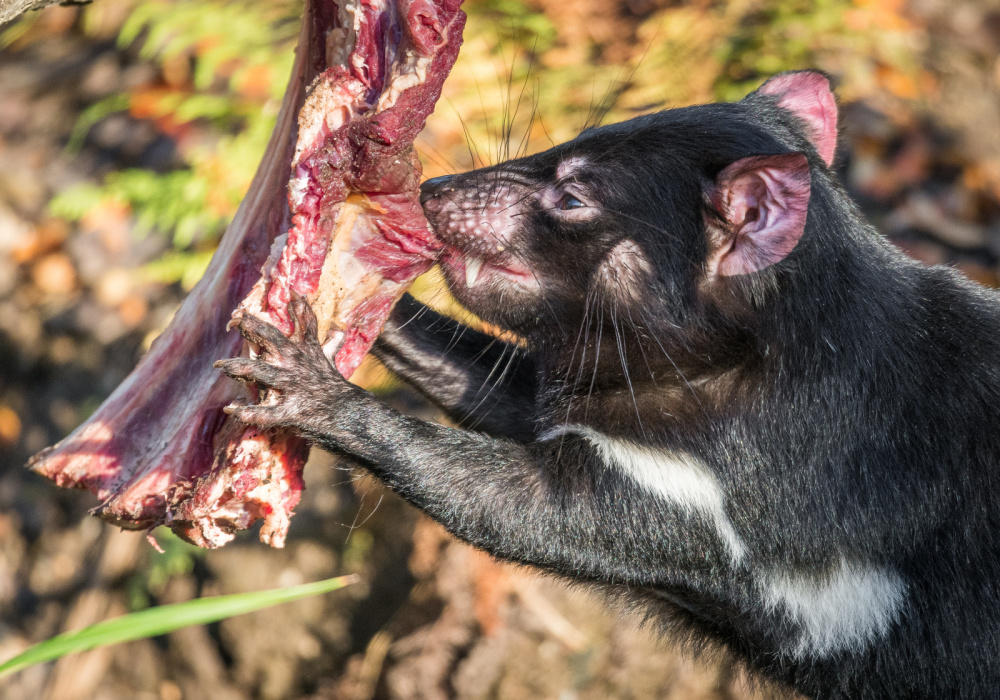 Největší zájem byl o stravenky pro ďábly medvědovité, kterých se prodalo přes dva a půl tisíce. Foto: Petr Hamerník, Zoo Praha