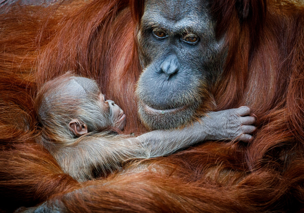 Sameček orangutana sumaterského Pustakawan, zkráceně Kawi, ve věku dvou dnů. Foto: Miroslav Bobek, Zoo Praha