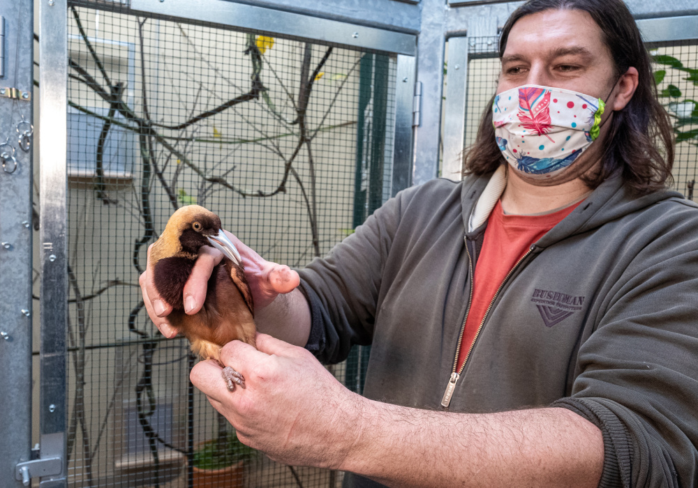 Kurátor Antonín Vaidl umisťuje do nového chovného zařízení prvního mladého samce rajky volavé. Foto: Miroslav Bobek, Zoo Praha