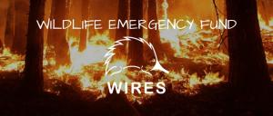 WIRES has been helping Australian wildlife for more than 35 years. Photo: WIRES