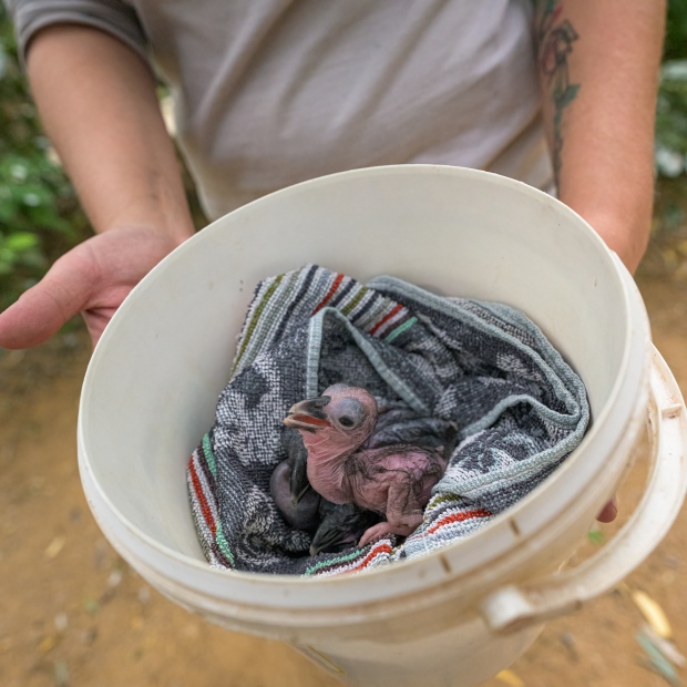 Poslední dvě mláďata zejozoba afrického byla z hnízda přenesena do zázemí kvůli nepřízni počasí a budou zde odchovávána uměle. Je to výjimka – většina zejozobů vyrostla v Zoo Praha pod rodiči. Foto: Petr Hamerník, Zoo Praha