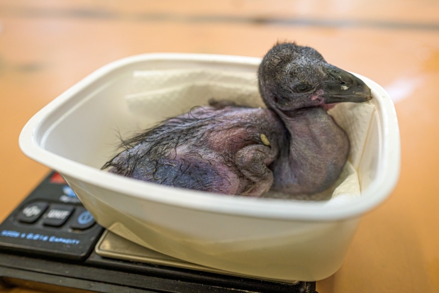 Čtyřdenní mládě váží 50 gramů, desetidenní 130 gramů. V dospělosti budou mít průměrně 1,8 kg. Foto: Petr Hamerník, Zoo Praha