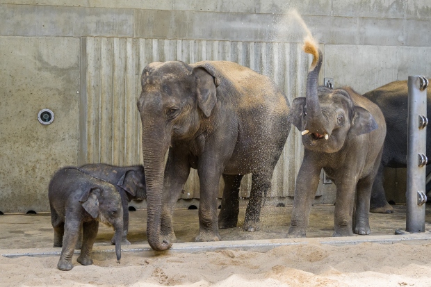 Zleva slůňata Lakuna, Amalee, slonice Janita a sameček Max. Foto: Petr Hamerník, Zoo Praha