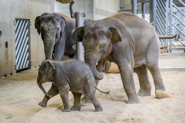 Max doráží na samičku Lakunu, v pozadí její matka Tamara. Foto: Petr Hamerník, Zoo Praha