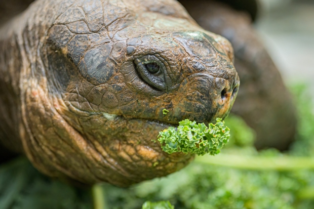 Eberhard je největší a nejstarší želvou v pavilonu. Foto: Petr Hamerník, Zoo Praha