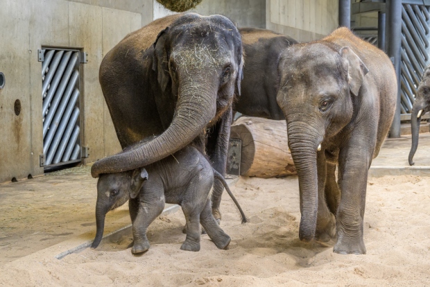 Tamara chrání svoji dceru Lakunu před Maxem. Foto: Petr Hamerník, Zoo Praha