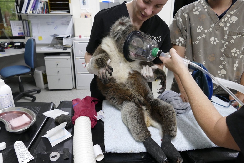 Ošetřování popáleného medvídka koaly. Foto: Adelaide Zoo