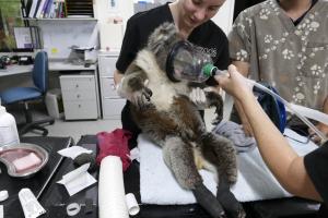 Treating a burnt koala in a temporary field veterinary hospital on Kangaroo Island. Photo: Jiří Bálek, Prague Zoo