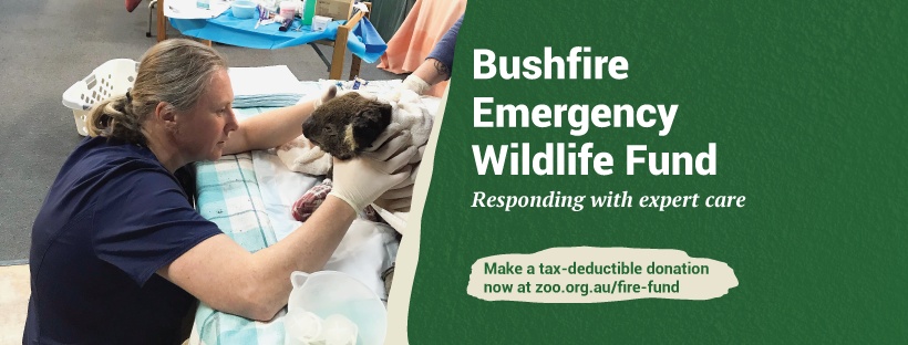 Peníze zaslané na Bushfire Emergency Wildlife Fund financují mimo jiné urgentní veterinární péči. Foto: Zoos Victoria