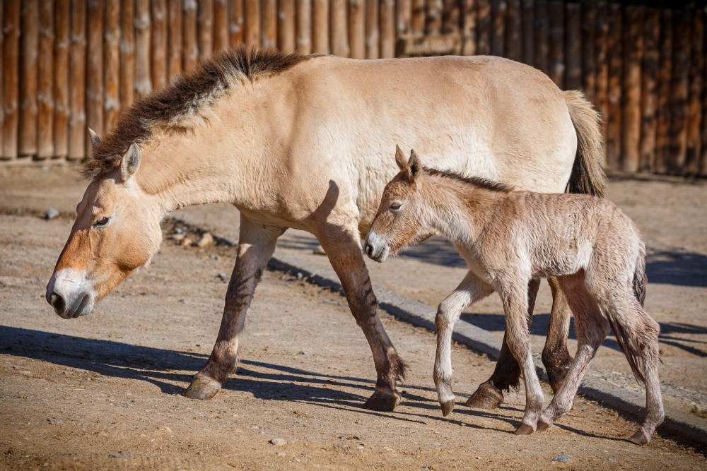 Druhé letošní hříbě koně Převalského porodila v úterý 21. dubna klisna Hara. Otcem samečka je geneticky cenný hřebec Len. Foto: Miroslav Bobek, Zoo Praha