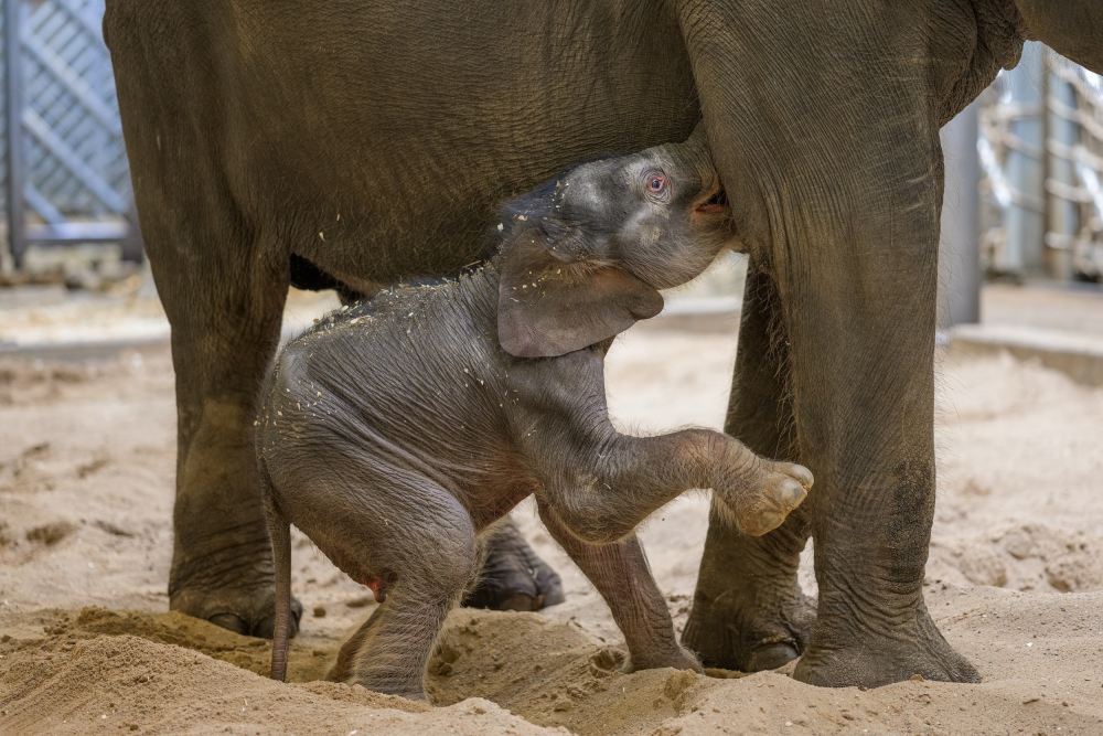 The new-born female elephant drinking her mother’s milk. Photo: Petr Hamerník, Prague Zoo
