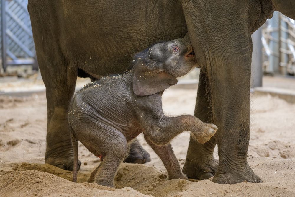 The baby elephant born in a locked zoo