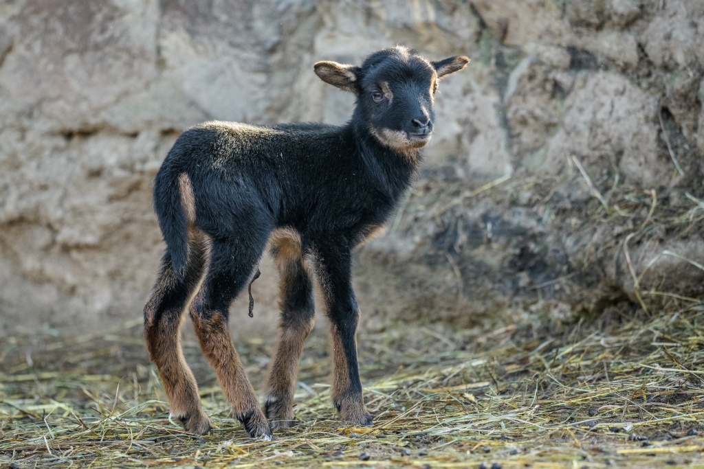 Beránek ovce kamerunské se narodil nad ránem 1. ledna 2020, matka ho ihned pečlivě olízala. Na snímku je ještě patrný zbytek pupeční šňůry. Foto: Petr Hamerník, Zoo Praha
