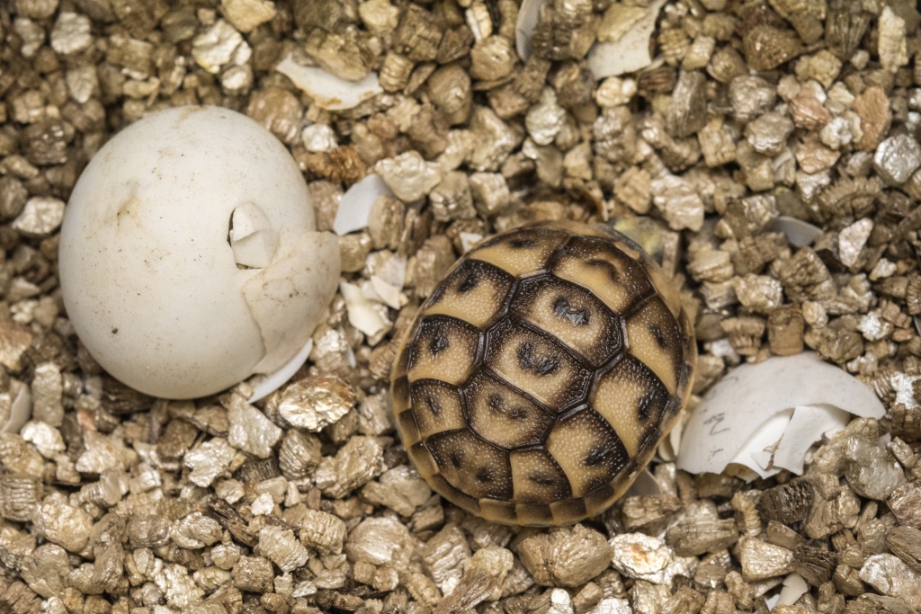 Jako jedno z posledních mláďat roku 2019 přišla na svět želva tuniská (vpravo). Druhé vejce na snímku z 31. prosince 2019 je naklubané a mládě téhož druhu se z něj vylíhlo 1. ledna 2020. Foto: Petr Hamerník, Zoo Praha