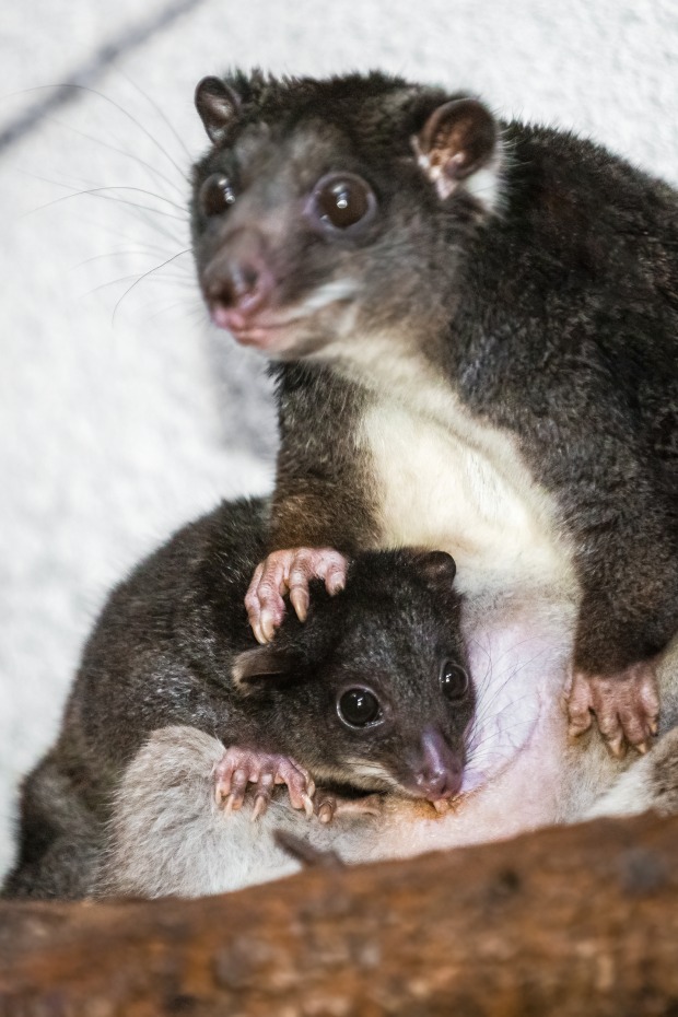 Mládě kuskuse pozemního už se do matčina vaku nevrací, ale ještě od ní občas pije. Foto: Petr Hamerník, Zoo Praha