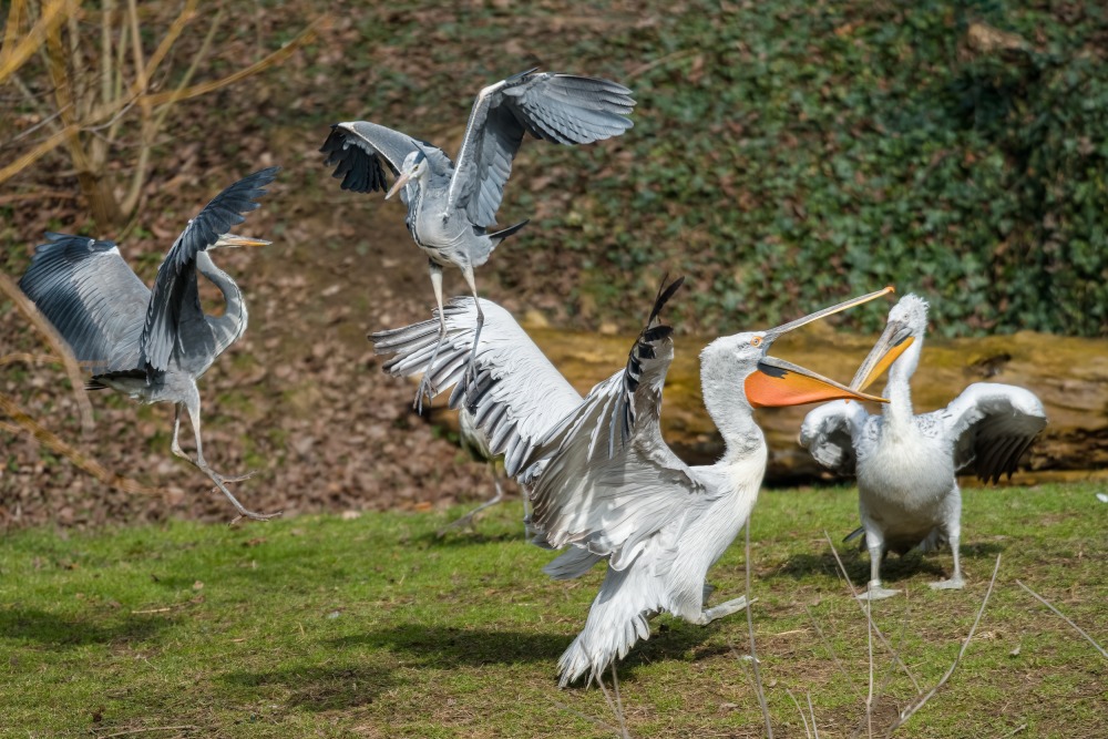 K pelikánům pravidelně zalétají volavky popelavé, které v areálu zoo žijí volně. Foto: Petr Hamerník, Zoo Praha
