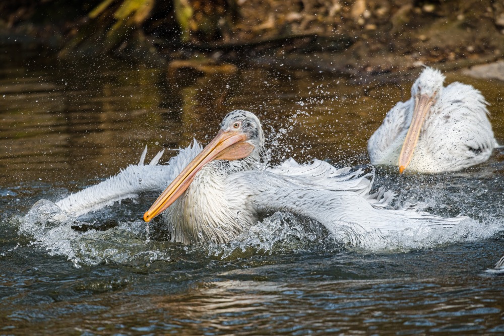 Všichni pelikáni dovedou výborně létat, a tak je lze zastihnout i dost daleko od vody. Foto: Petr Hamerník, Zoo Praha