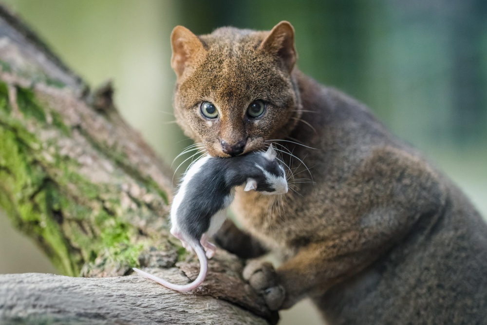 Jaguarundi dostává každý den jiný druh masa. V nabídce jsou například potkani. Foto: Petr Hamerník, Zoo Praha