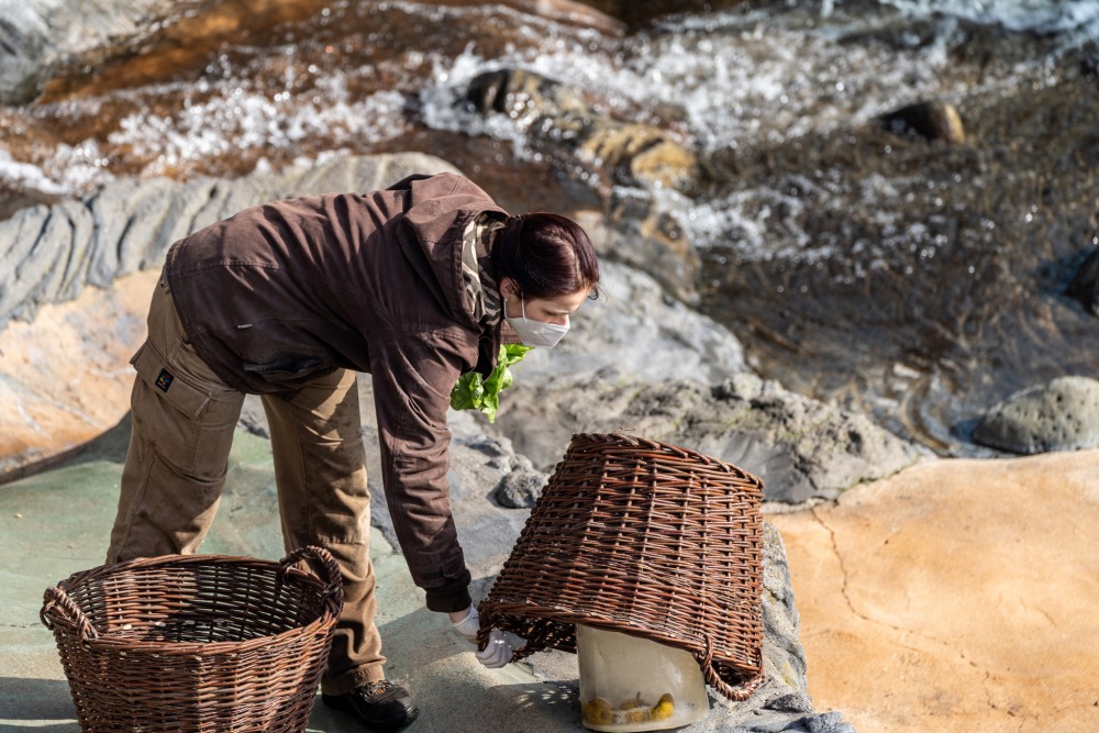 Díky chovatelce Denise Zběhlíkové mají lední medvědi v pražské zoo o zábavu postaráno: neustále jim chystá různorodé enrichmentové prvky. Foto: Oliver Le Que, Zoo Praha