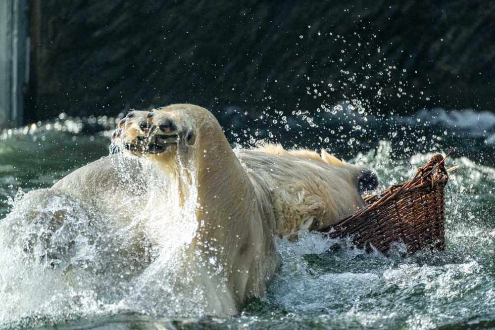 Lední medvěd Tom řádí ve vodě s proutěným košíkem. Foto: Oliver Le Que, Zoo Praha