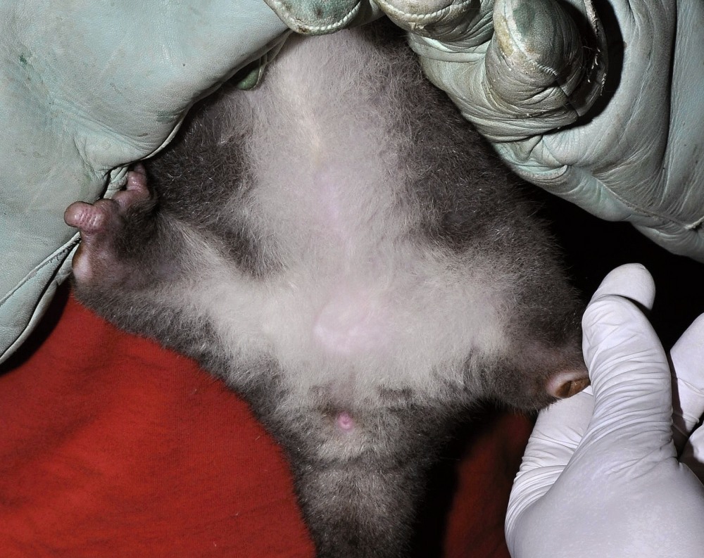 „Vidíme, že mládě je bez vaku a světlá skvrnka na břiše je místo šourku,“ popisuje fotografii pořízenou během prohlídky veterinář. Foto: Roman Vodička, Zoo Praha