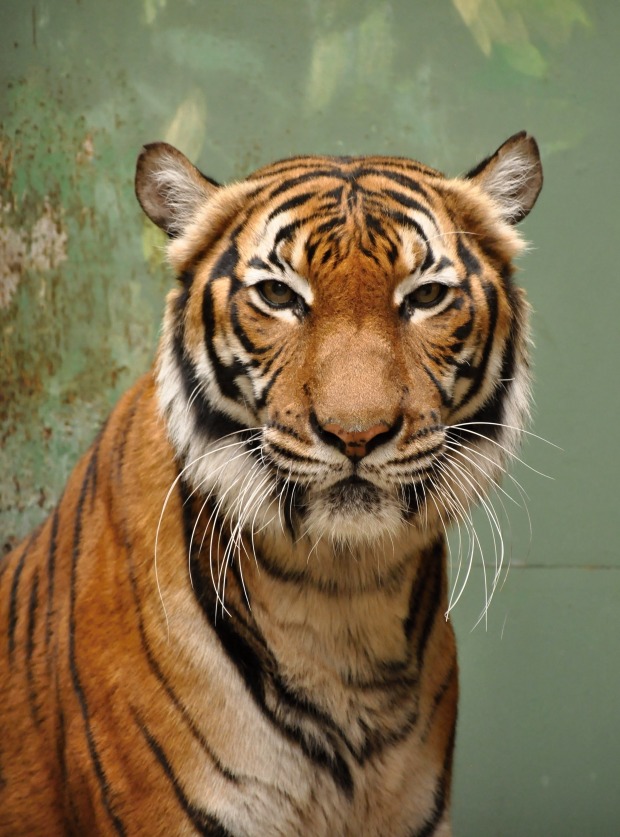 Na samici tygra malajského Banye je znát, že ještě není zcela ve své kůži. I její stav se však postupně zlepšuje. Foto: Roman Vodička, Zoo Praha 