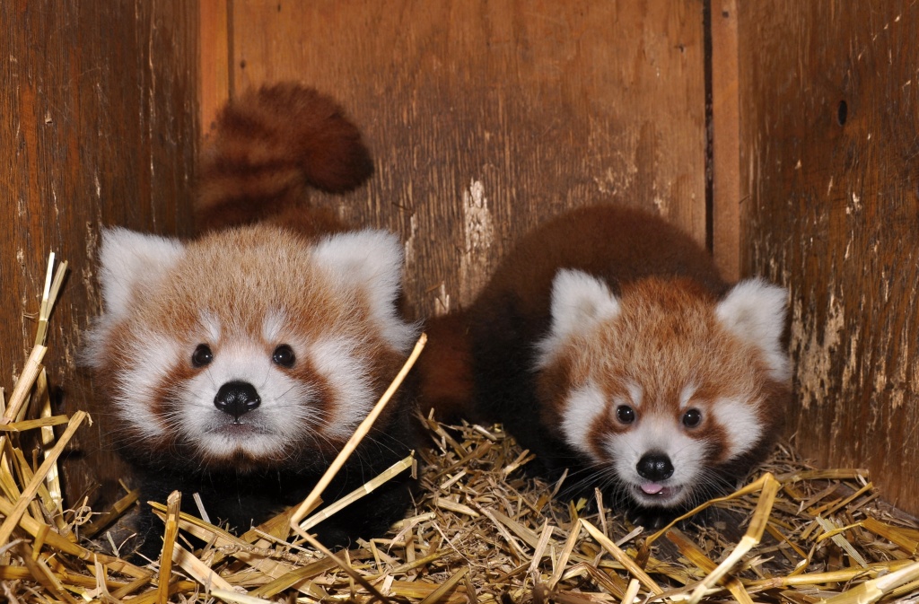 Historicky první dvojčata pandy červené v Zoo Praha jsou samec a samice. Foto: Roman Vodička, Zoo Praha