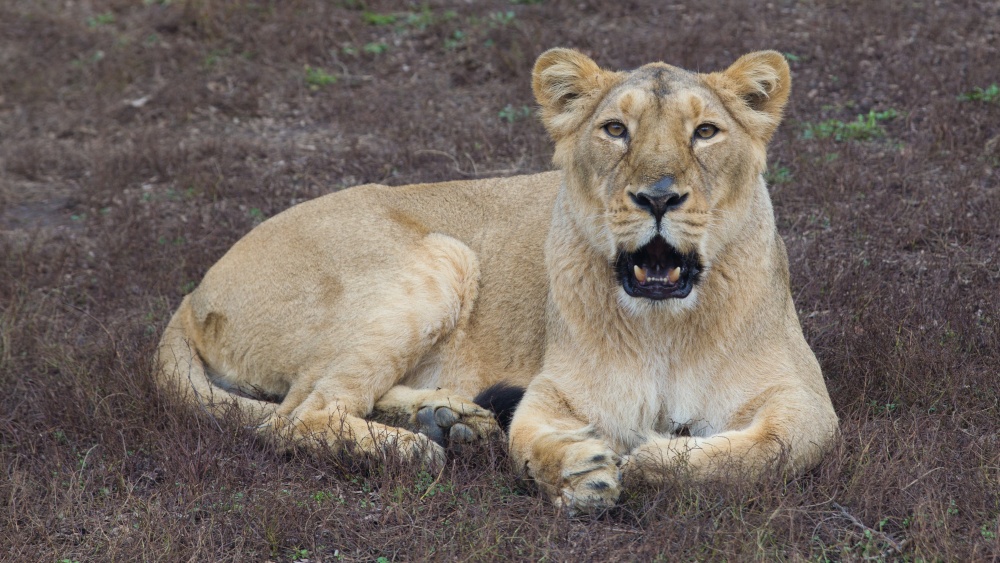 U lvů se onemocnění projevilo rýmou, resp. pokašláváním, a jejich stav se od pátku zlepšil. Na snímku samice Suchi. Foto: Petr Hamerník, Zoo Praha