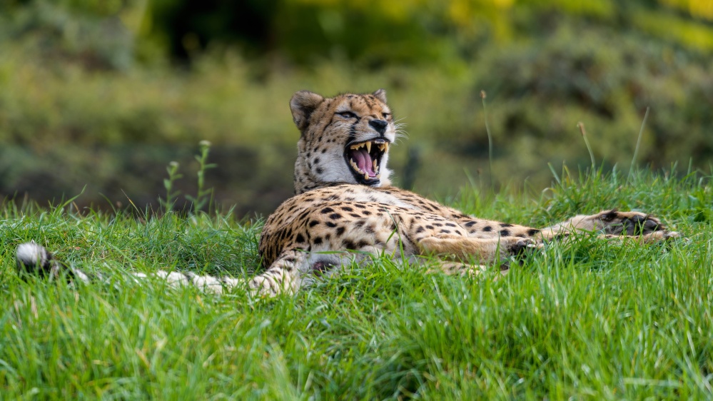 Zoo Praha chová gepardy již od roku 1933. Nyní do pražské zoo přicestují dva samci z dánského Ree Park Safari. Foto: Petr Hamerník, Zoo Praha 